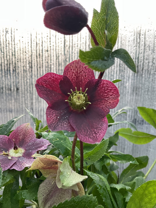 Helleborus orientalis ‘Red Princess’ P17