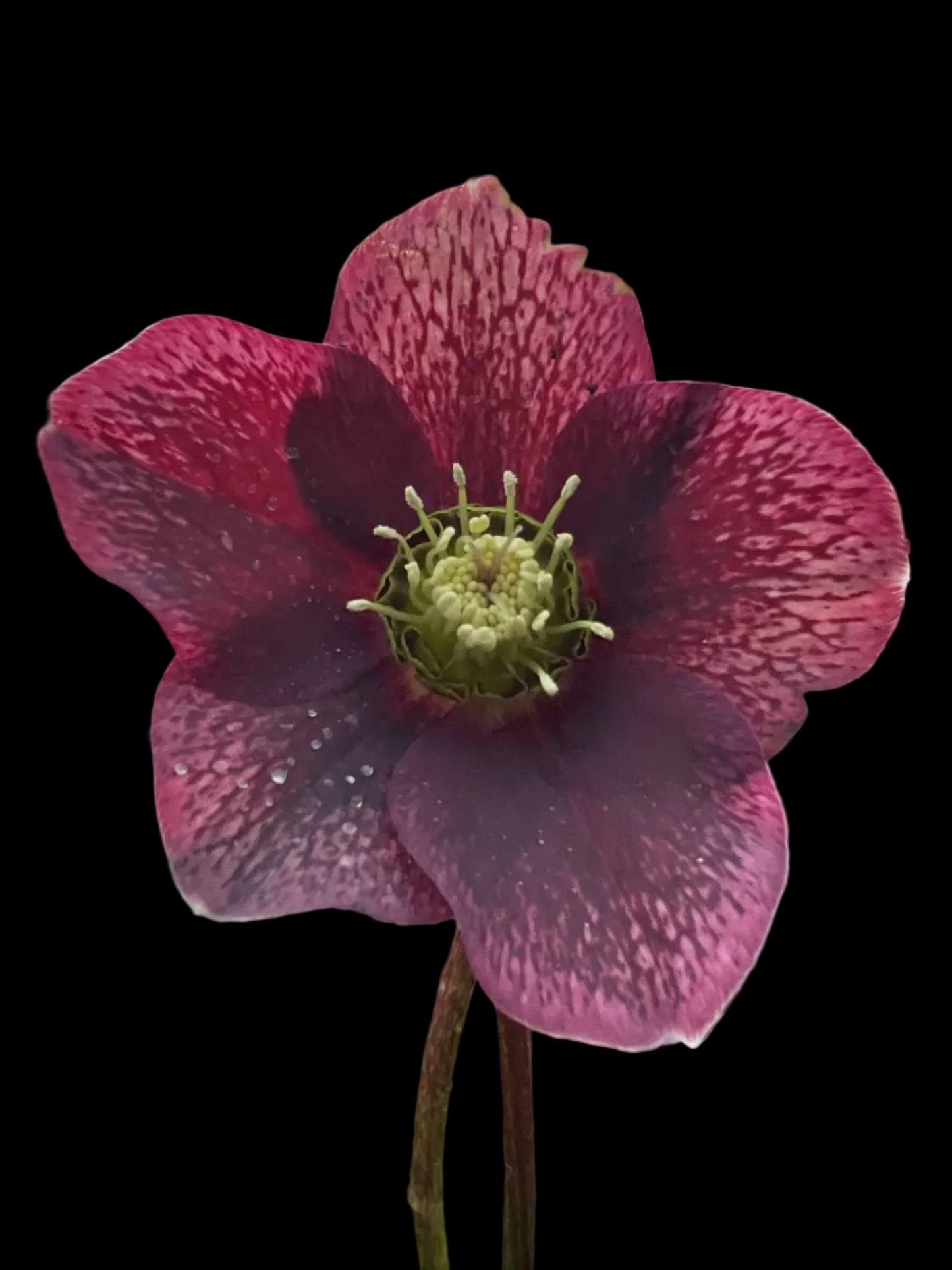 Helleborus orientalis ‘Red Princess’ P17