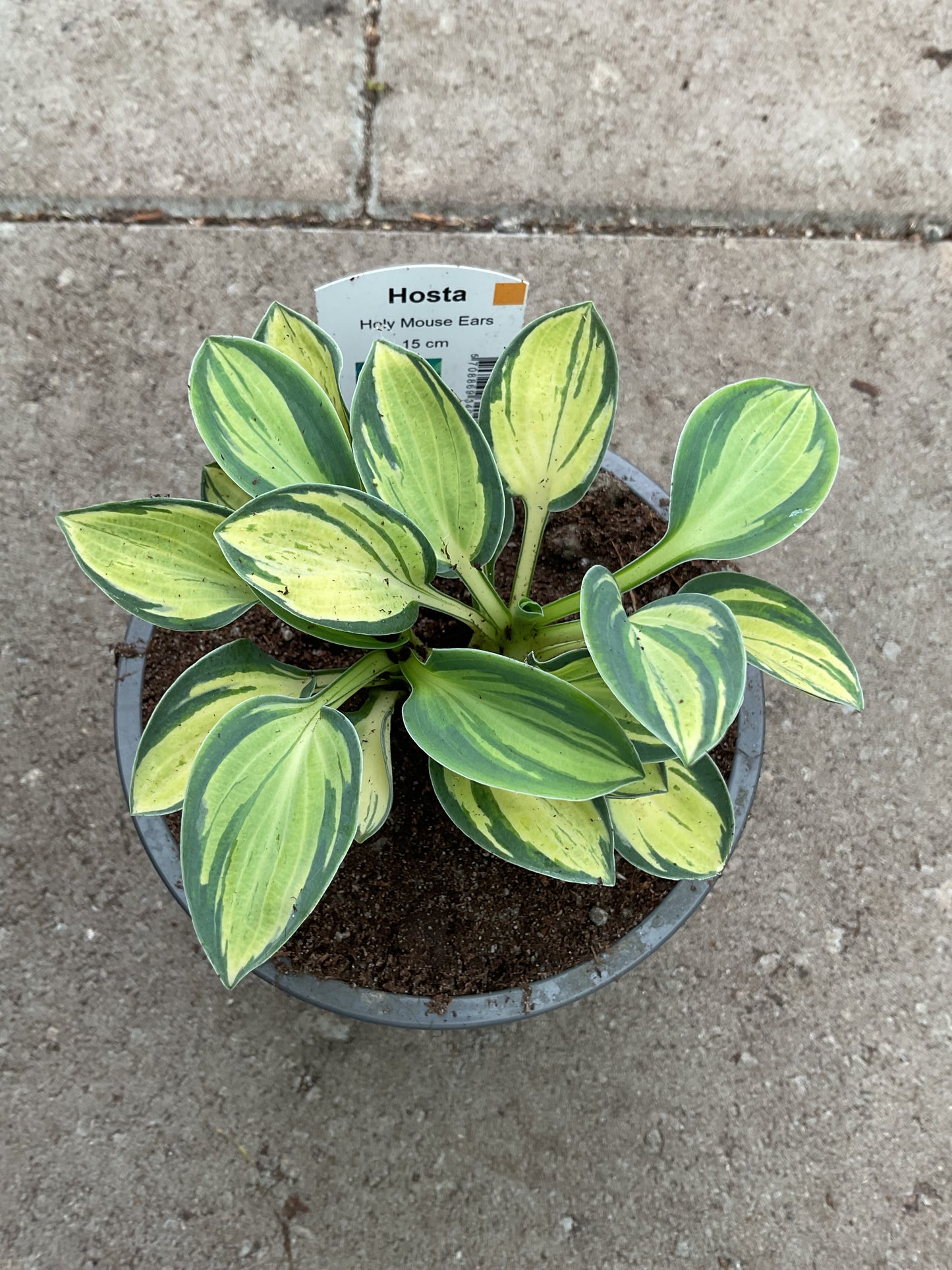 Hosta ‘Holy Mouse Ears’