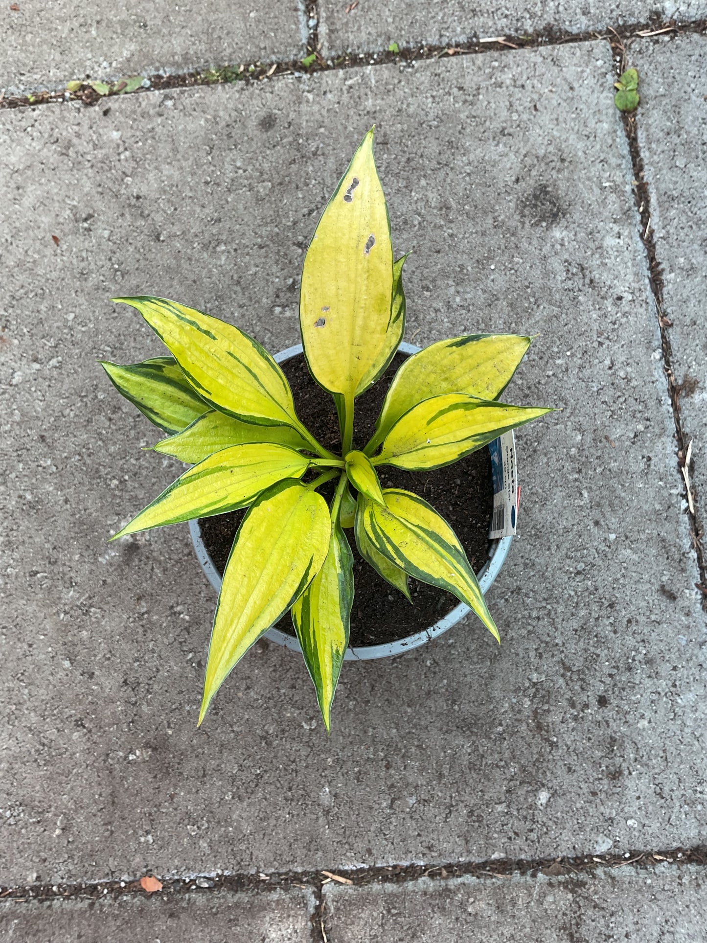 Hosta ‘Orange Star’