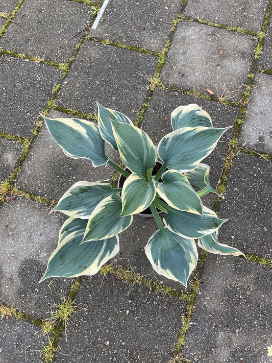 Hosta ‘Hi-Class’ P15