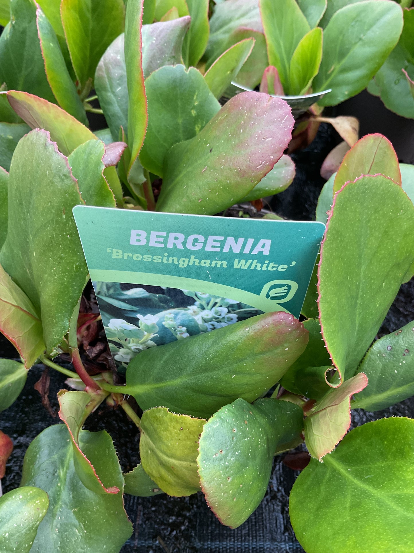 Bergenia cordifolia ‘Bressingham White’ P17