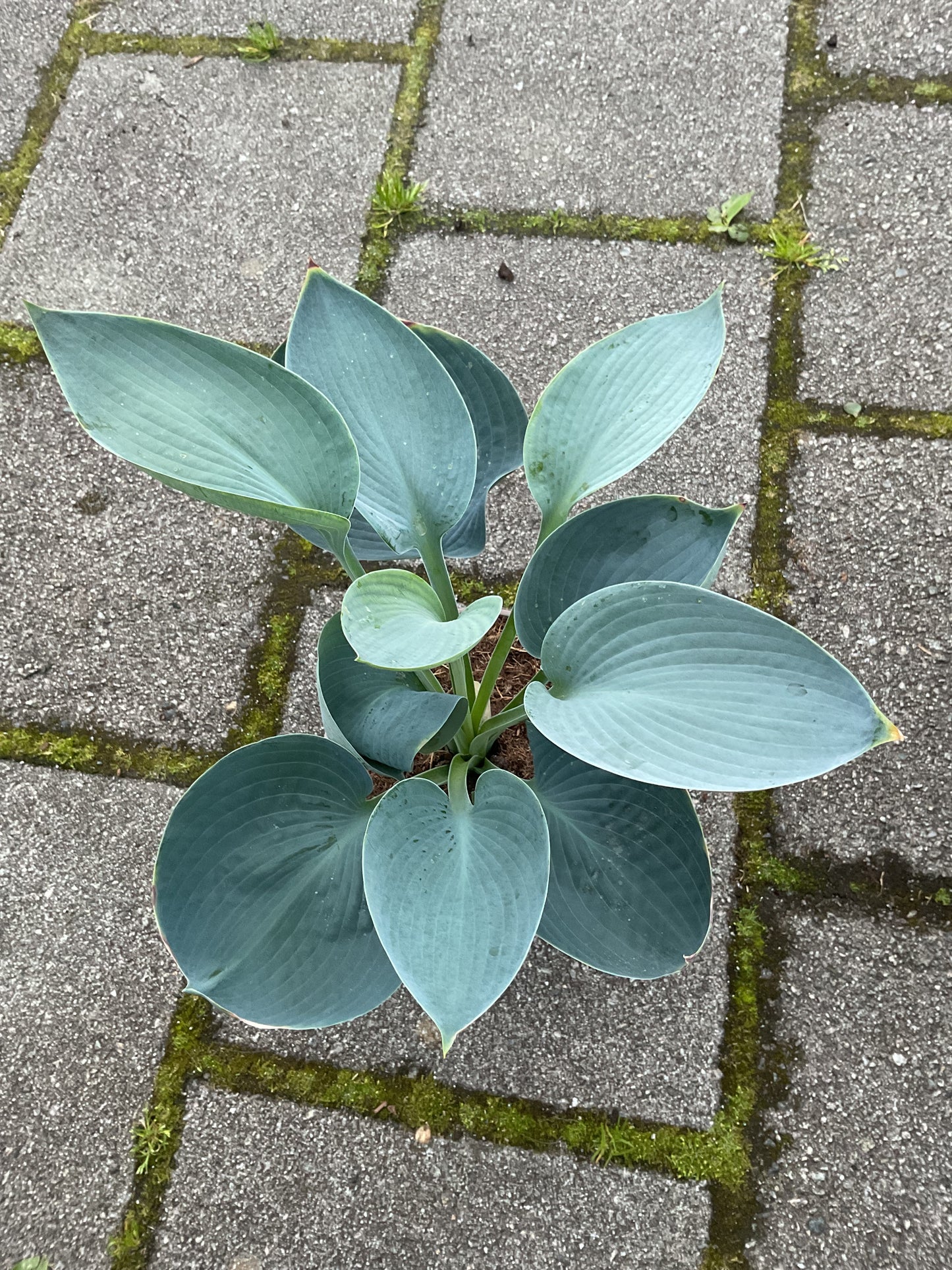 Hosta ‘Abiqua Drinking Gourd’