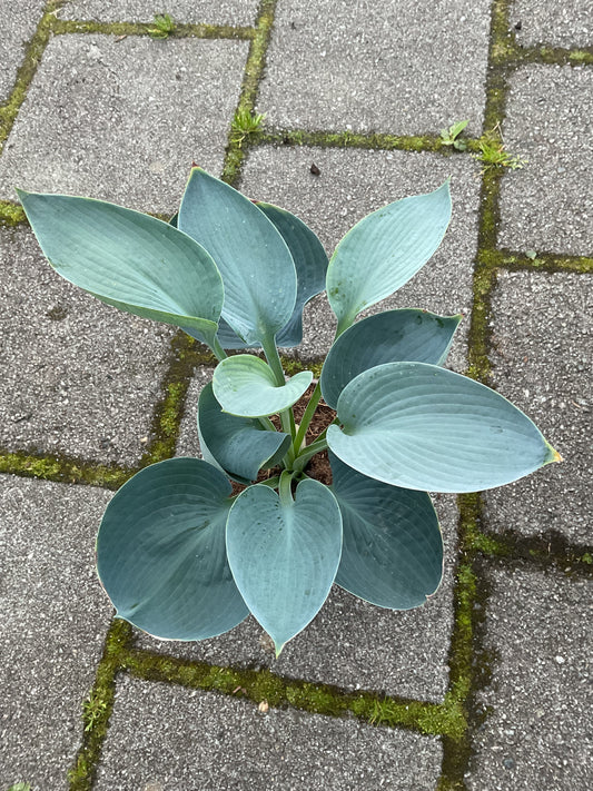 Hosta ‘Abiqua Drinking Gourd’