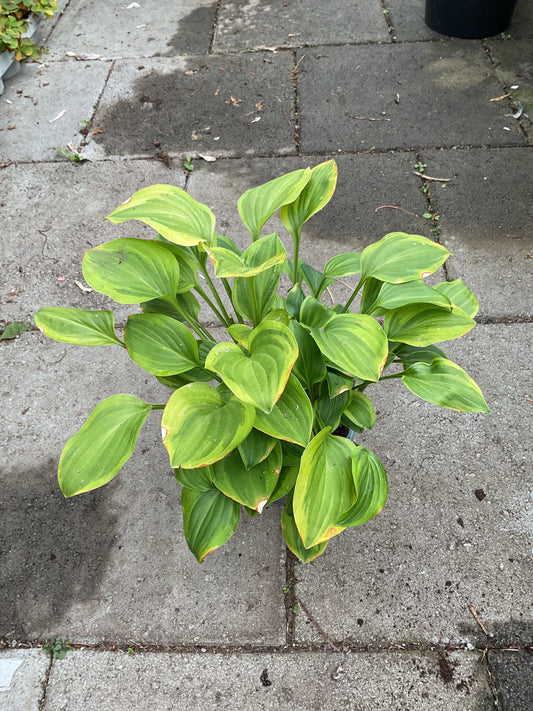 Hosta ‘Golden Tiara’