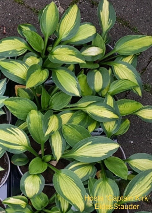 Hosta ‘Captain Kirk’