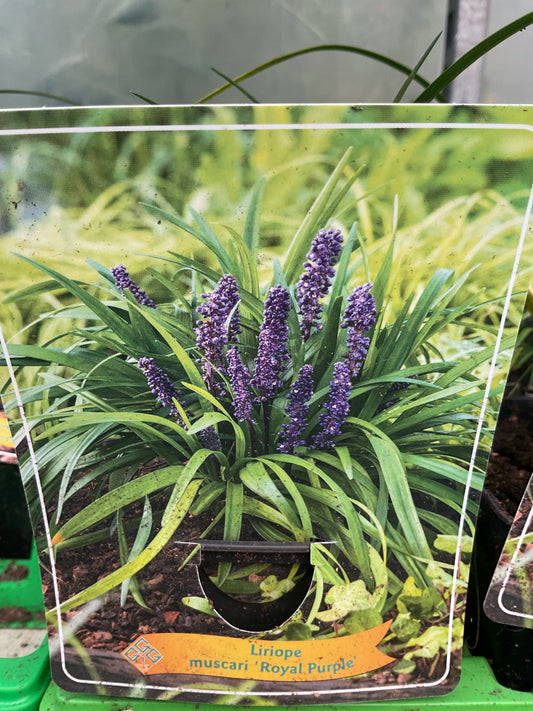 Liriope muscari ‘Royal Purple’ P11x11