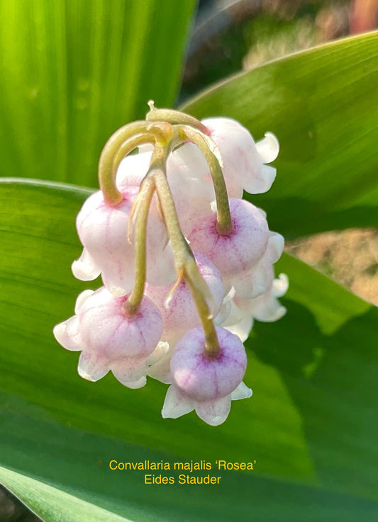 Convallaria majalis ‘Rosea’ P11
