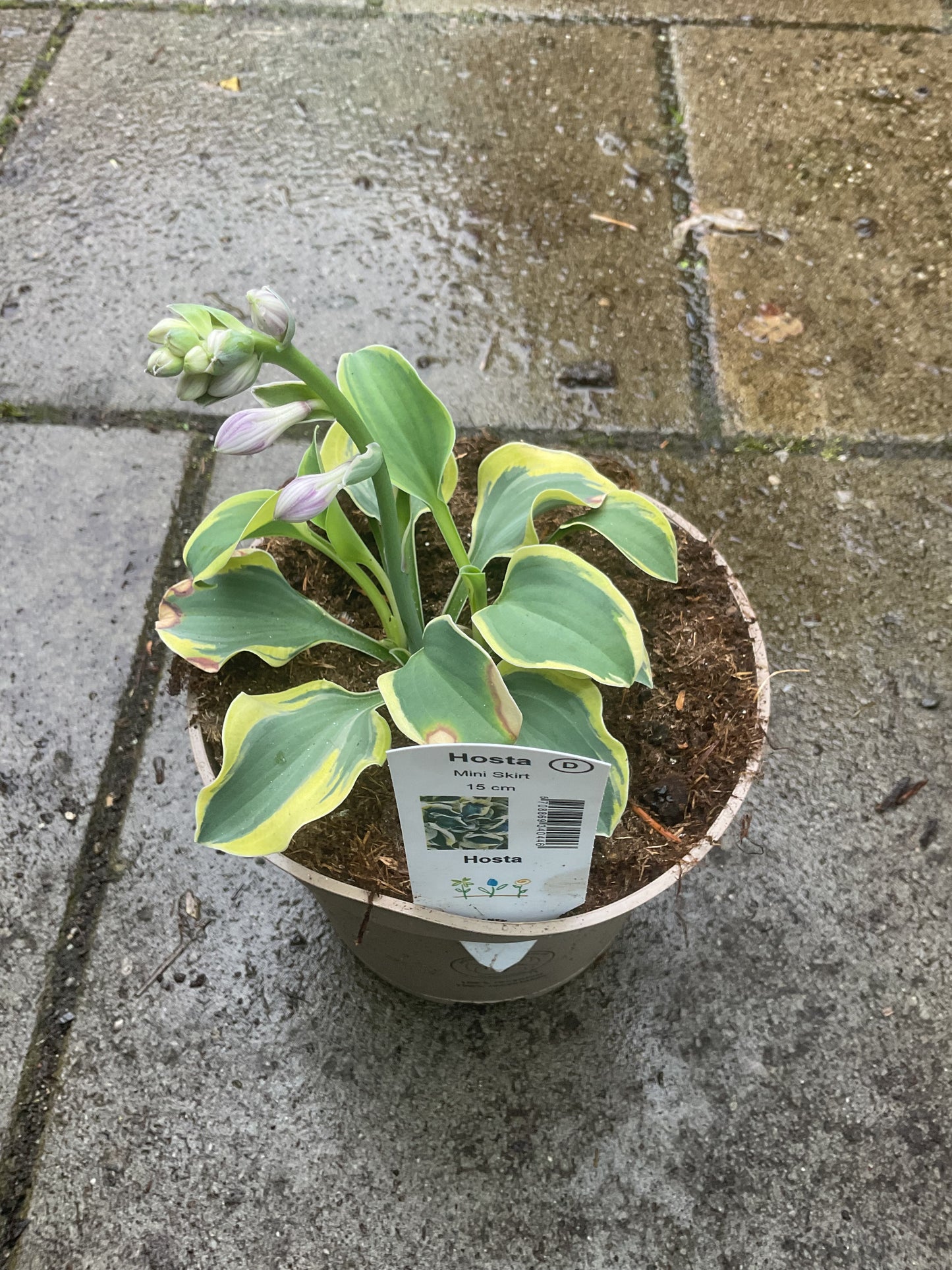 Hosta ‘Mini Skirt’ P12
