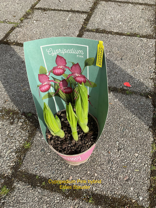 Cypripedium ‘Pink hybrid’ P12