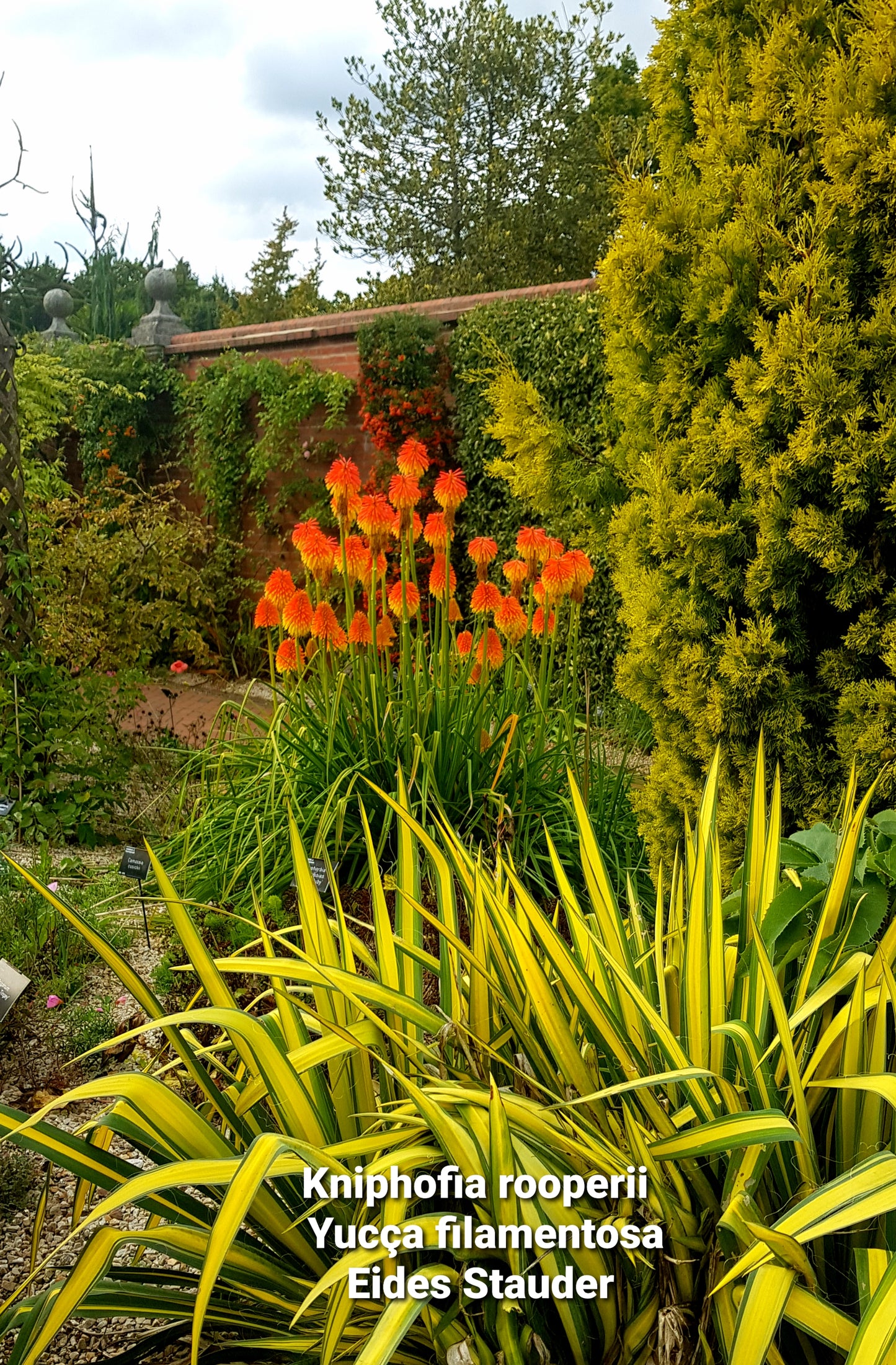 Kniphofia rooperi P11x11