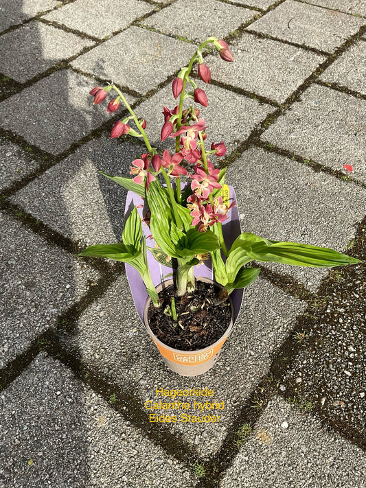 Calanthe hybrid P12