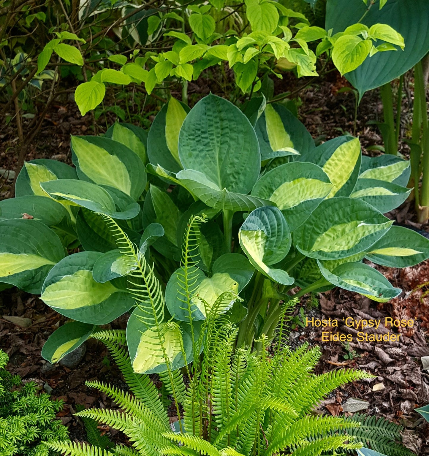 Hosta ‘Gypsy Rose’