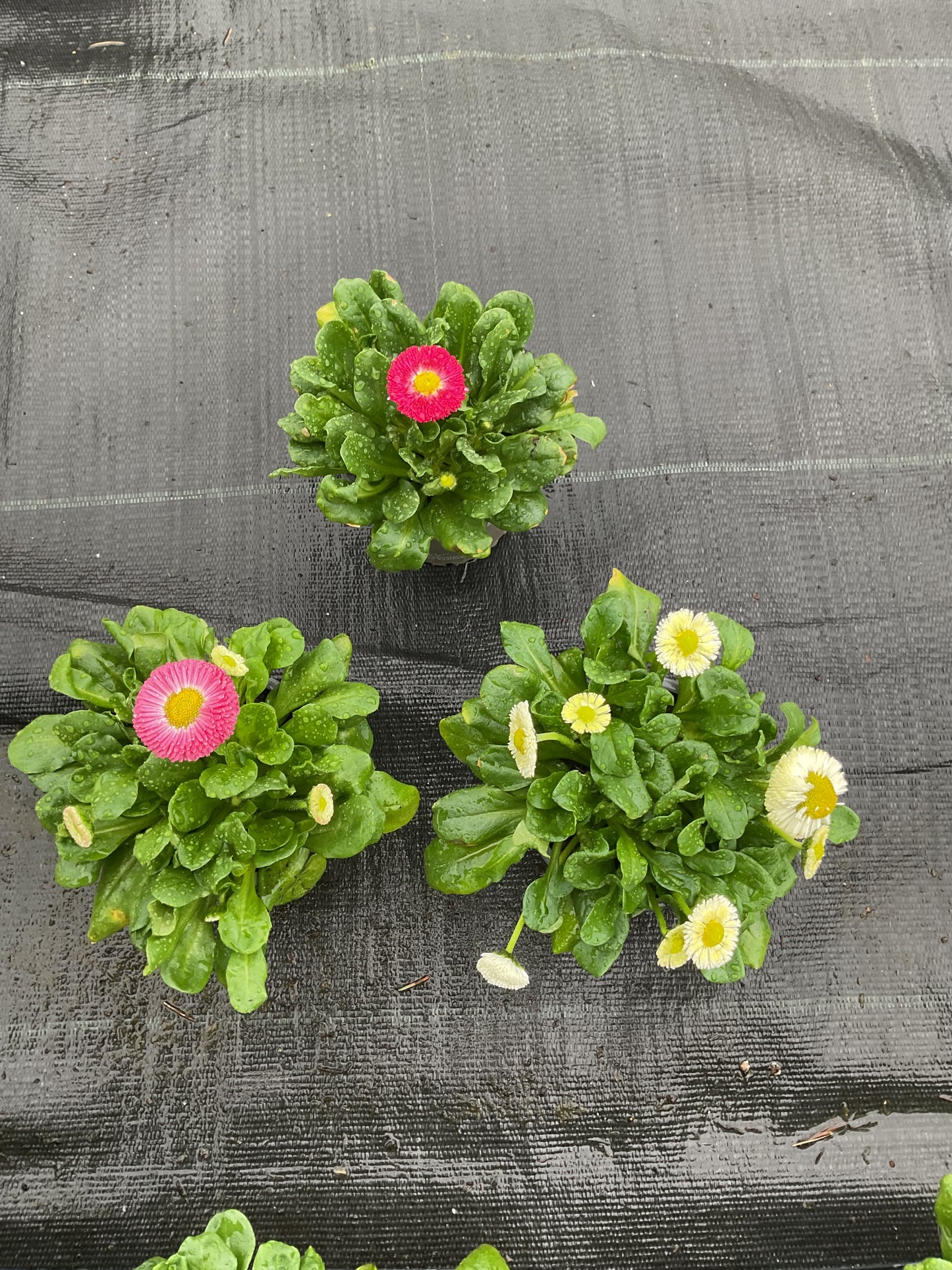 Tusenfryd 9 stk Bellis perennis P9