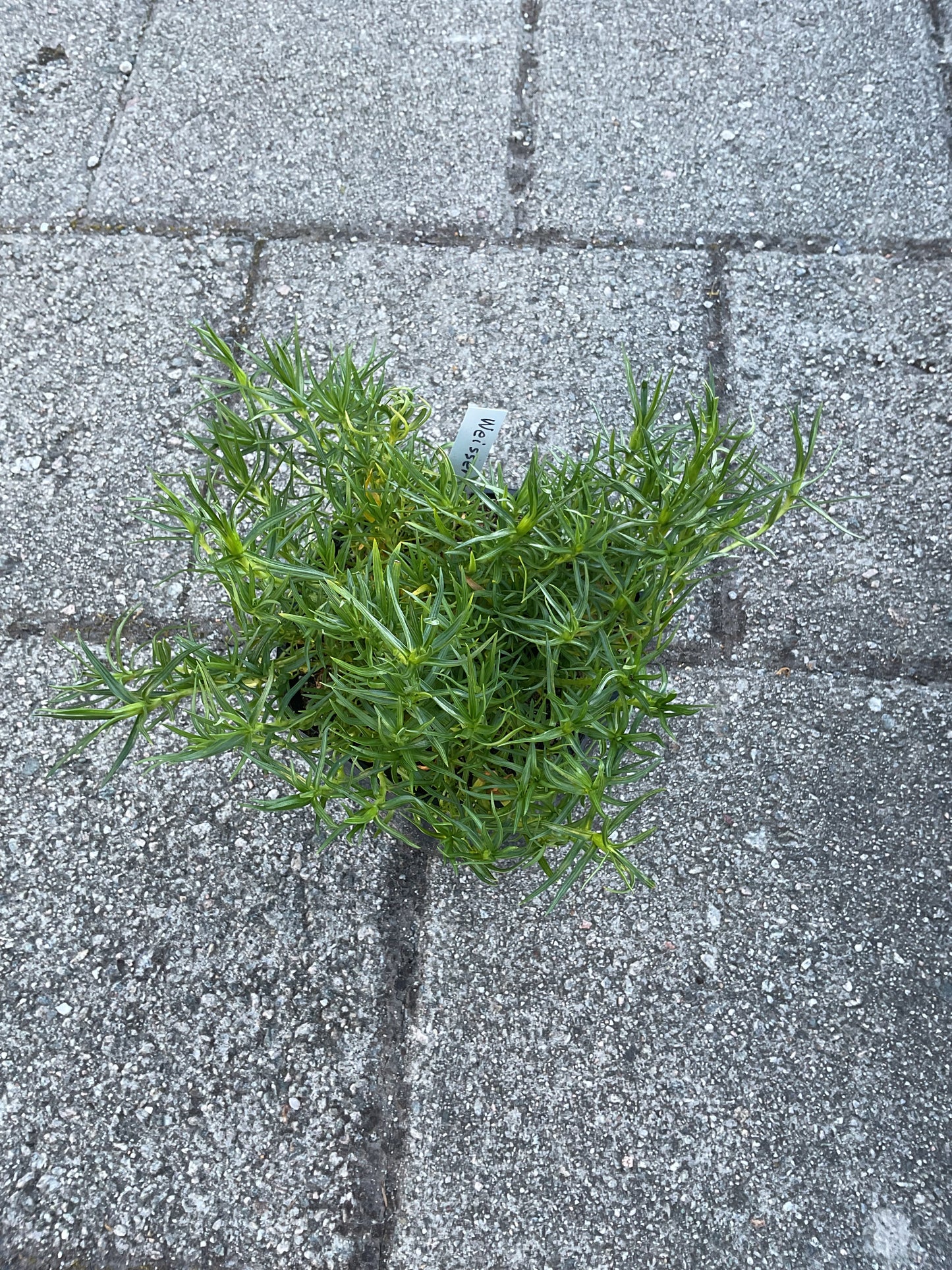 Gentiana sino-ornata ‘Weisser Traum’ P17