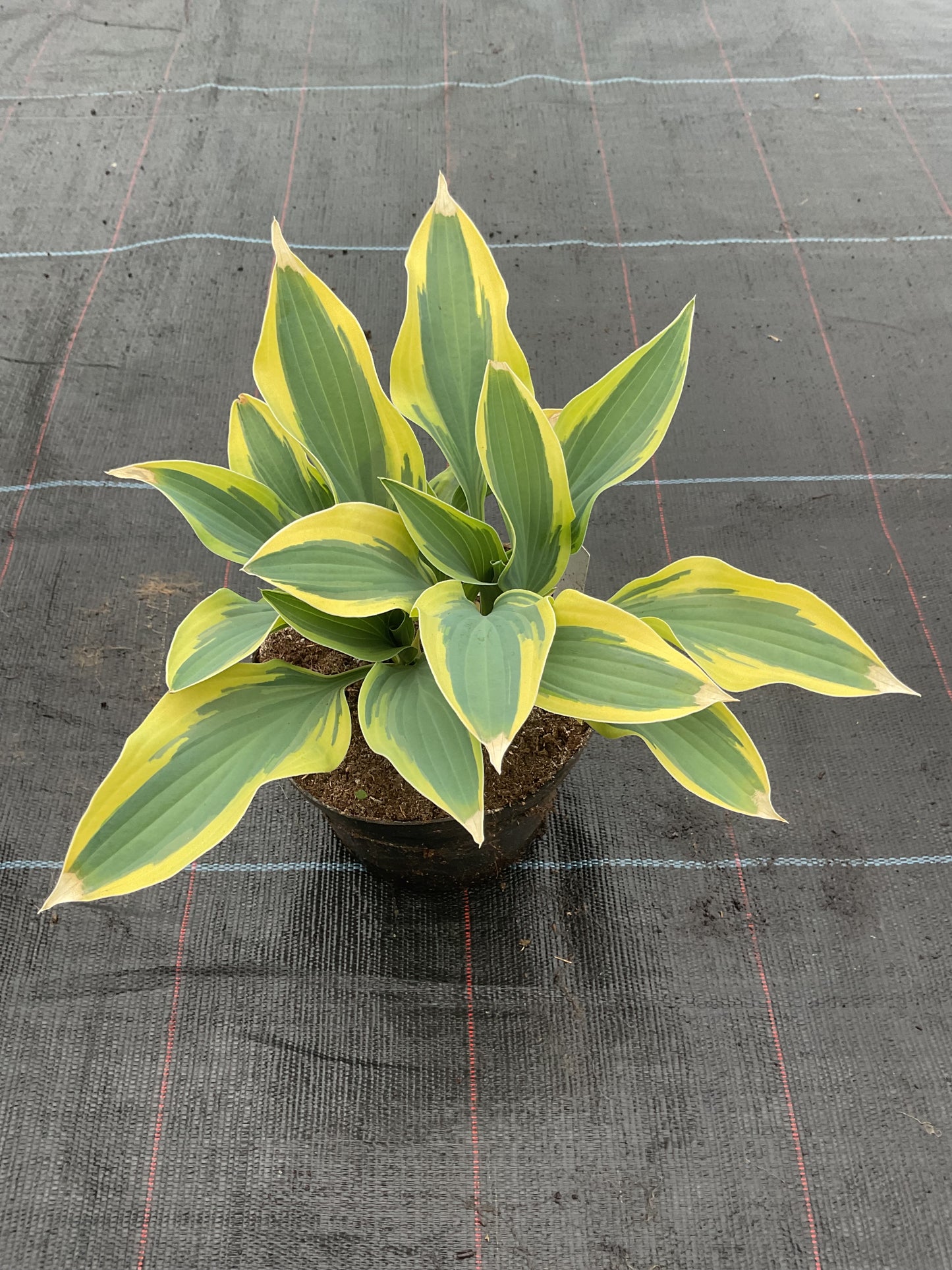 Hosta ‘Bobcat’