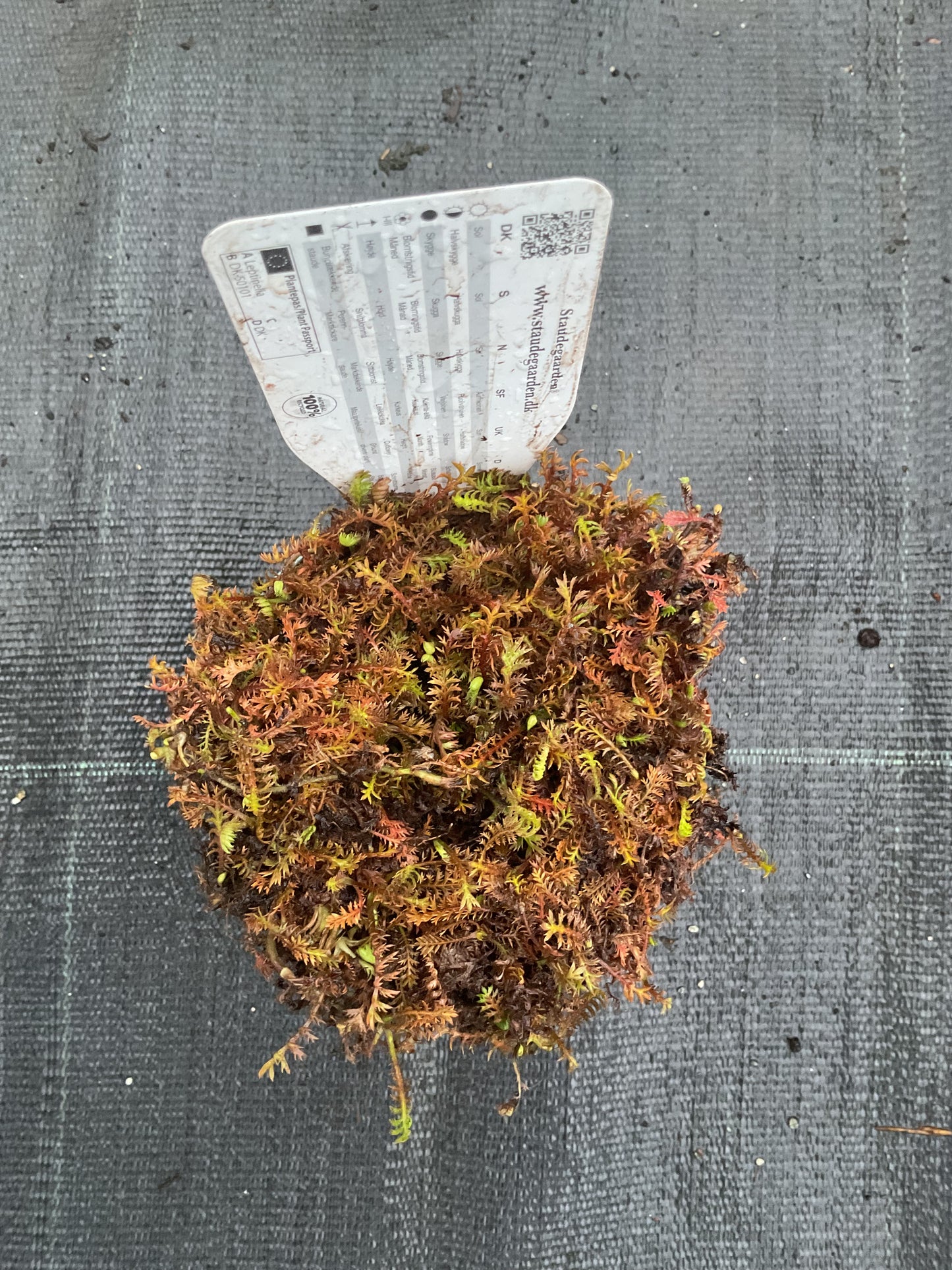 Leptinella squalida