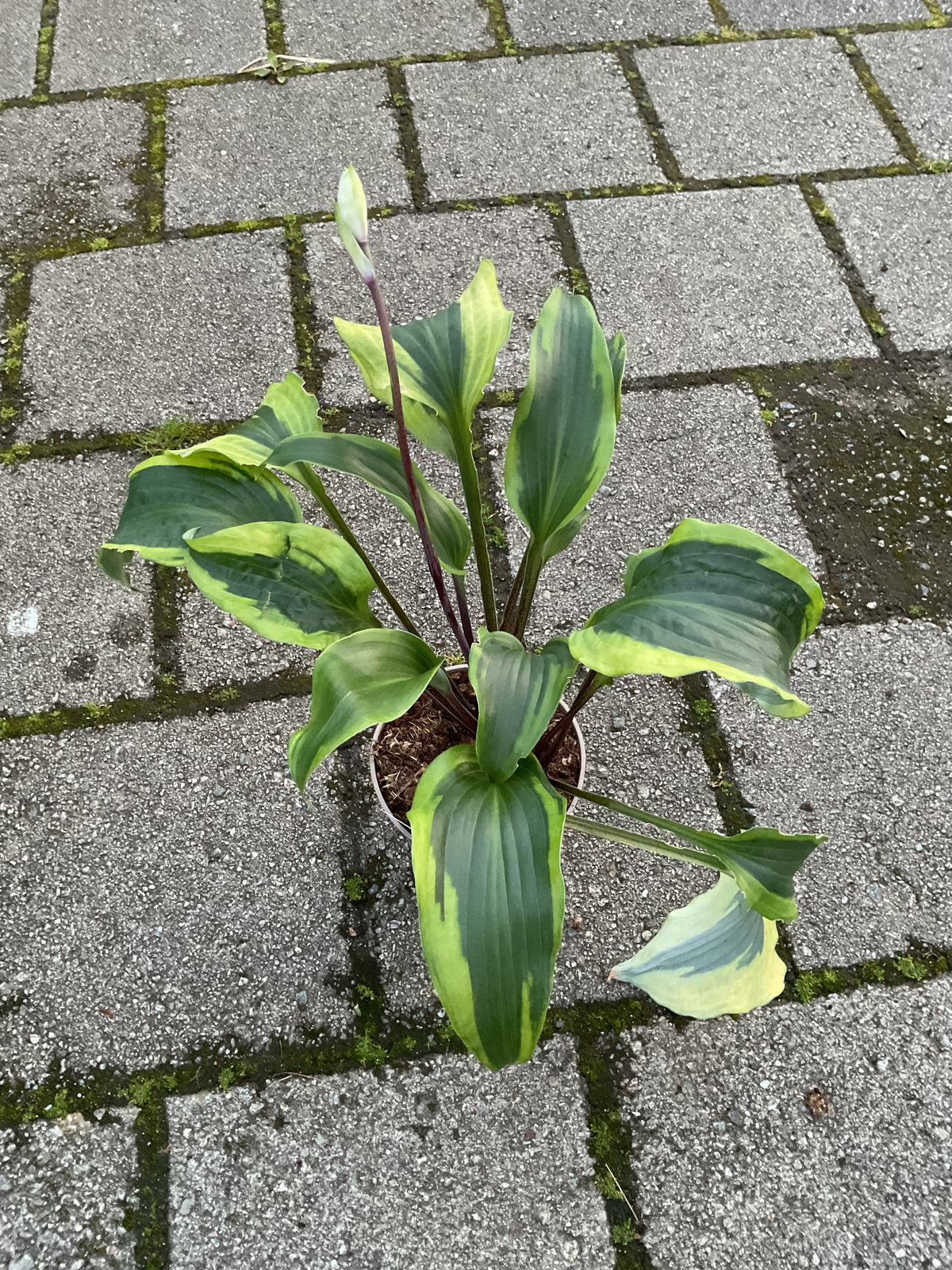 Hosta ‘Monkey Business’ P15
