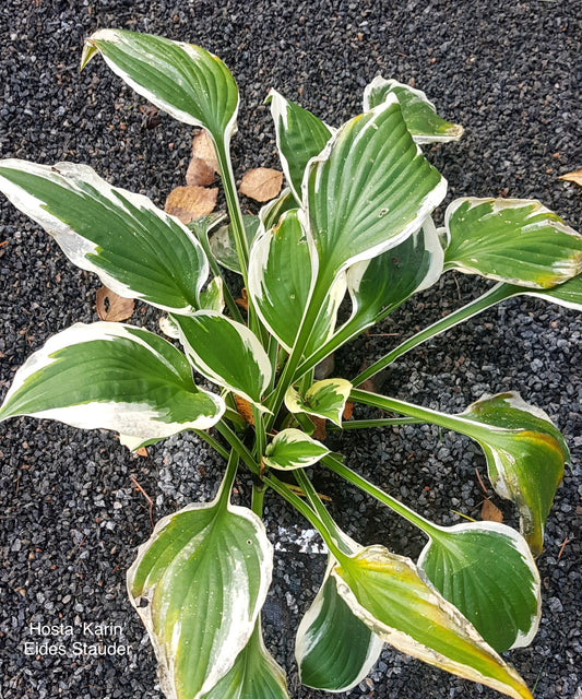 Hosta ‘Karin’