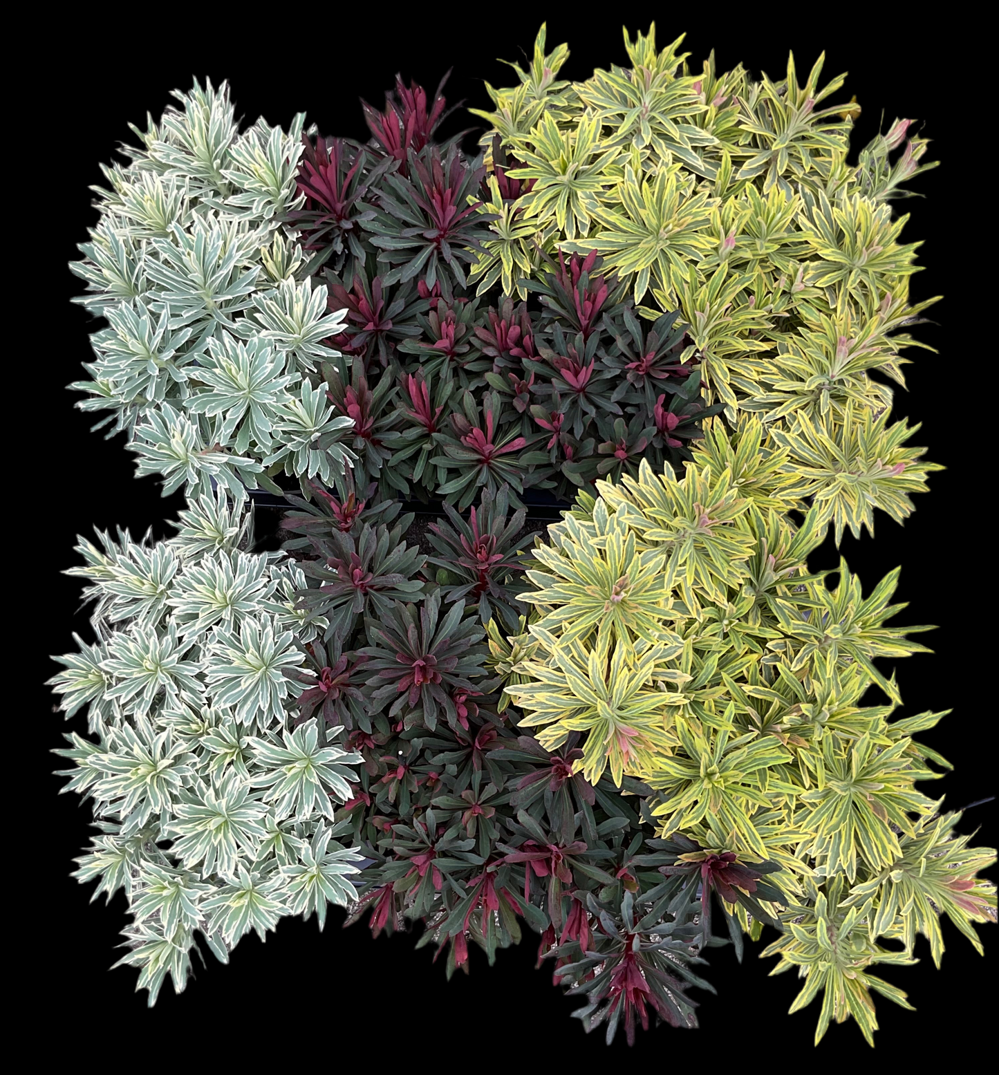 Euphorbia mix av 3 sorter P13