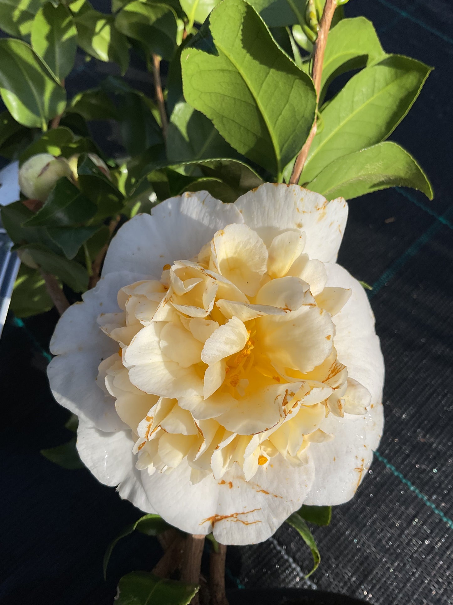 Camellia japonica ‘Brushfield’s Yellow’ P15