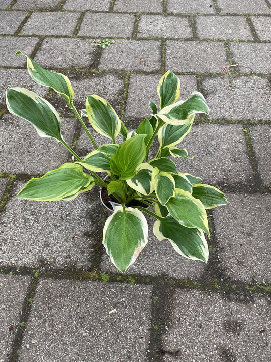 Hosta ‘So Sweet’