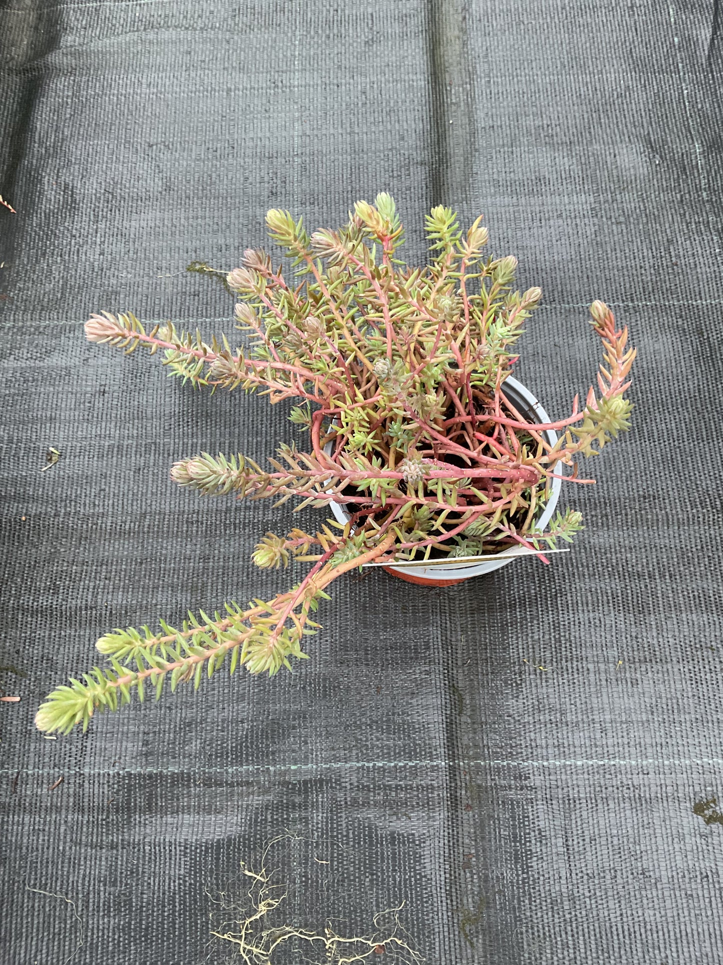 Sedum reflexum P11