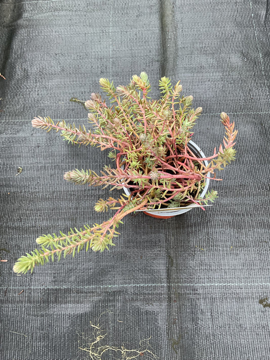 Sedum reflexum P11