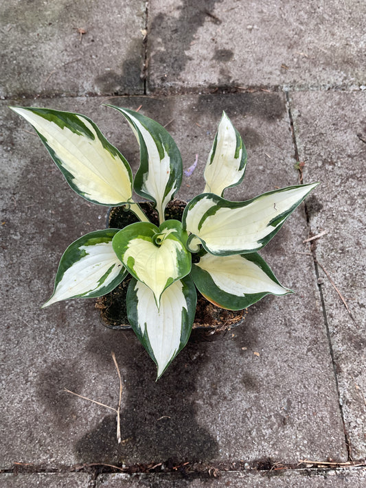 Hosta ‘Fire & Ice’ P9x9 /P 10