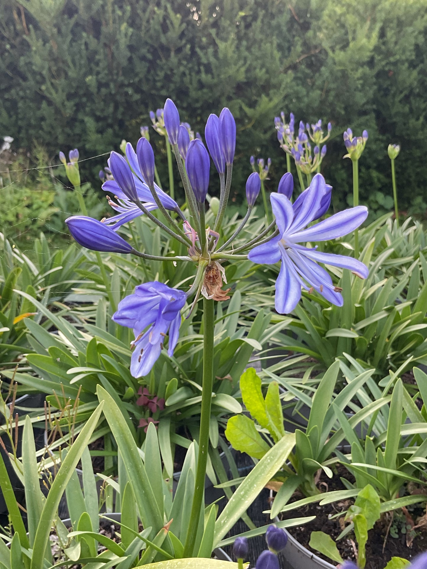 Agapanthus hybrid Blå, P19