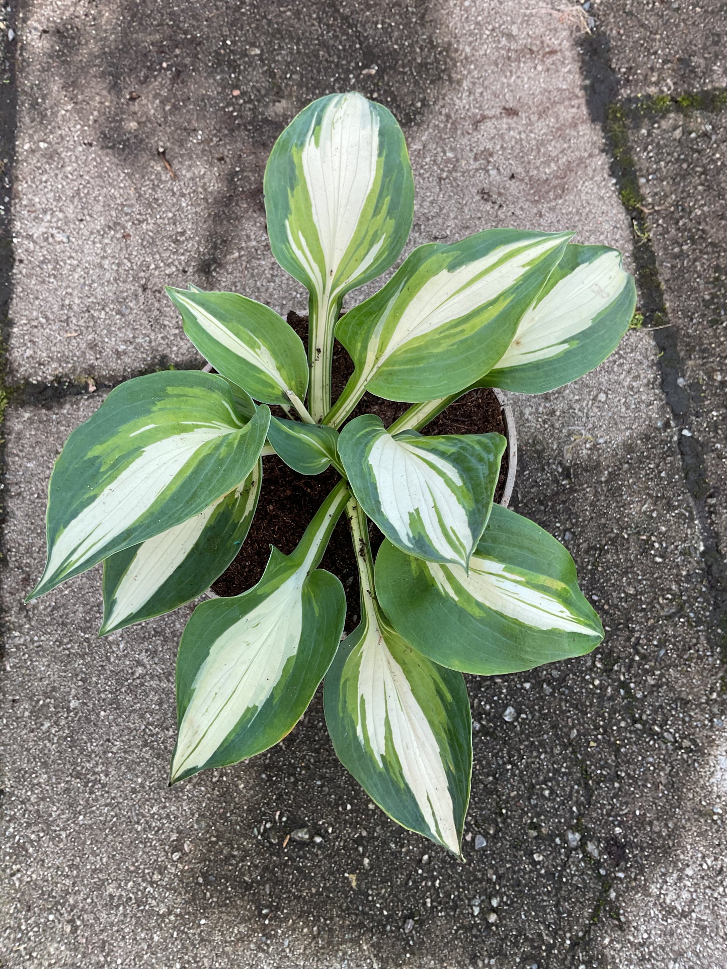 Hosta ‘Lakeside Cupcake’ P15