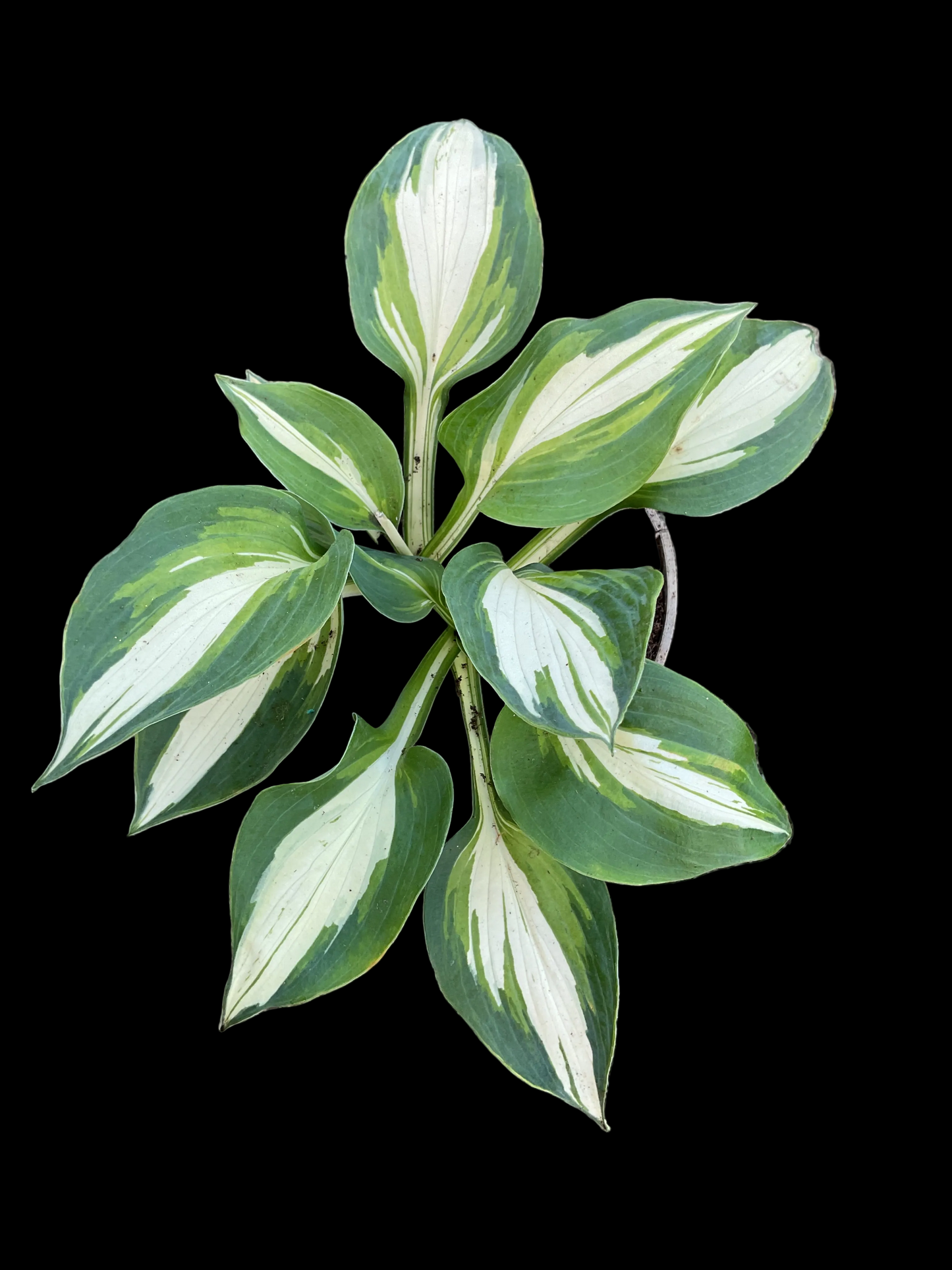 Hosta ‘Lakeside Cupcake’ P15
