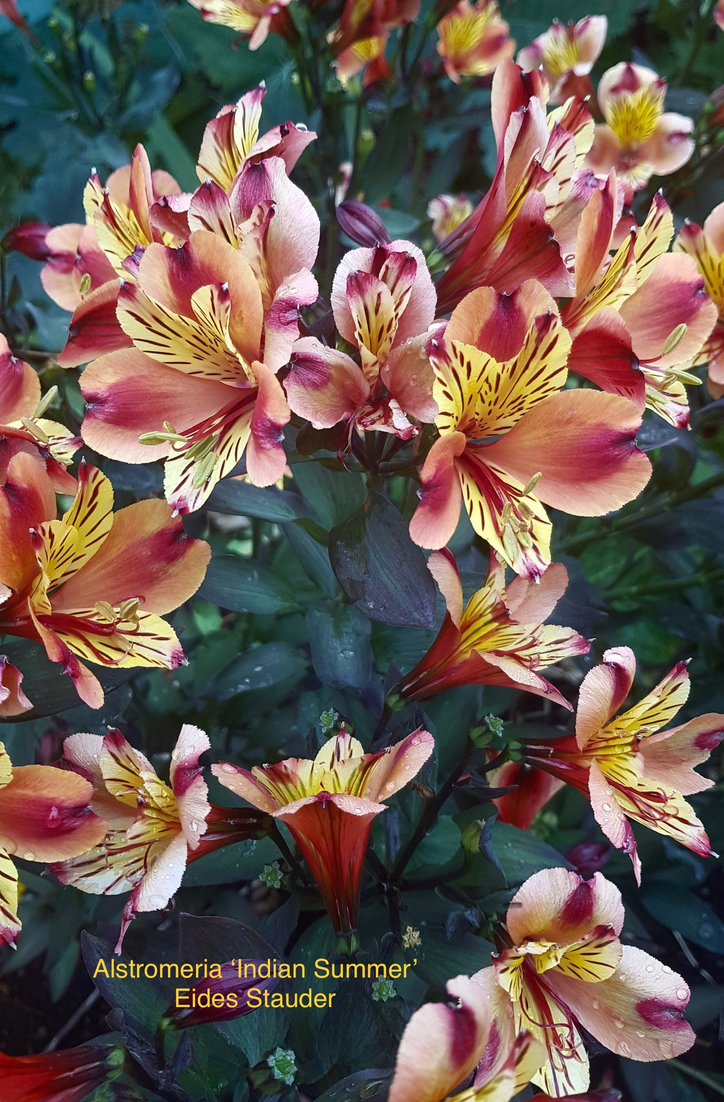 Alstromeria ‘Indian Summer’ P21