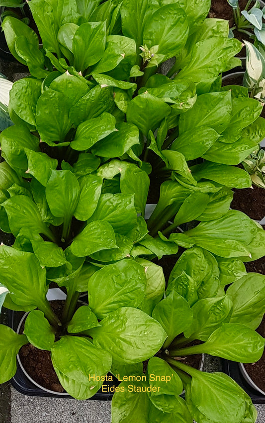 Hosta ‘Lemon Snap’