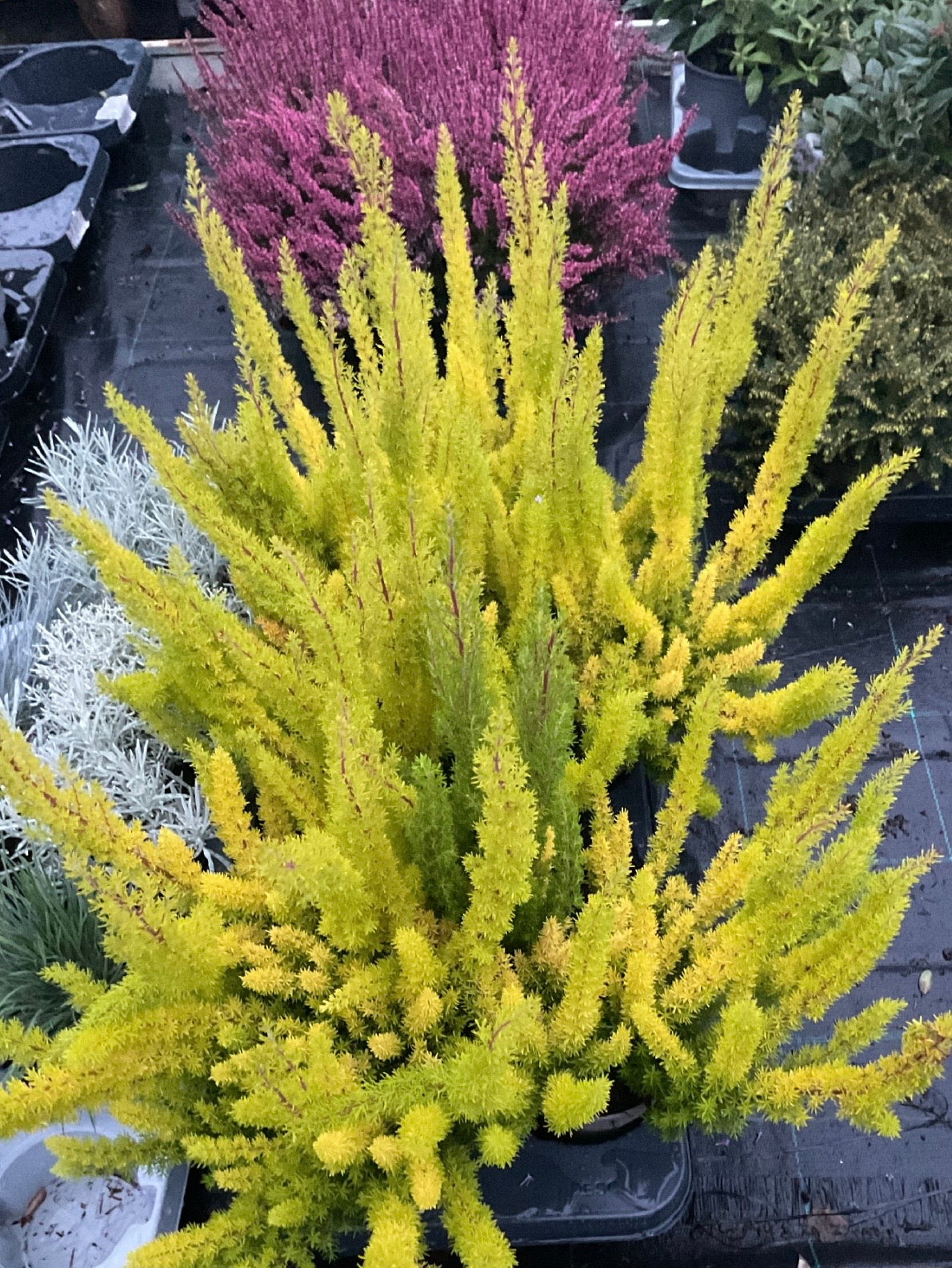 Erica arborea ‘Alberts Gold’ P13
