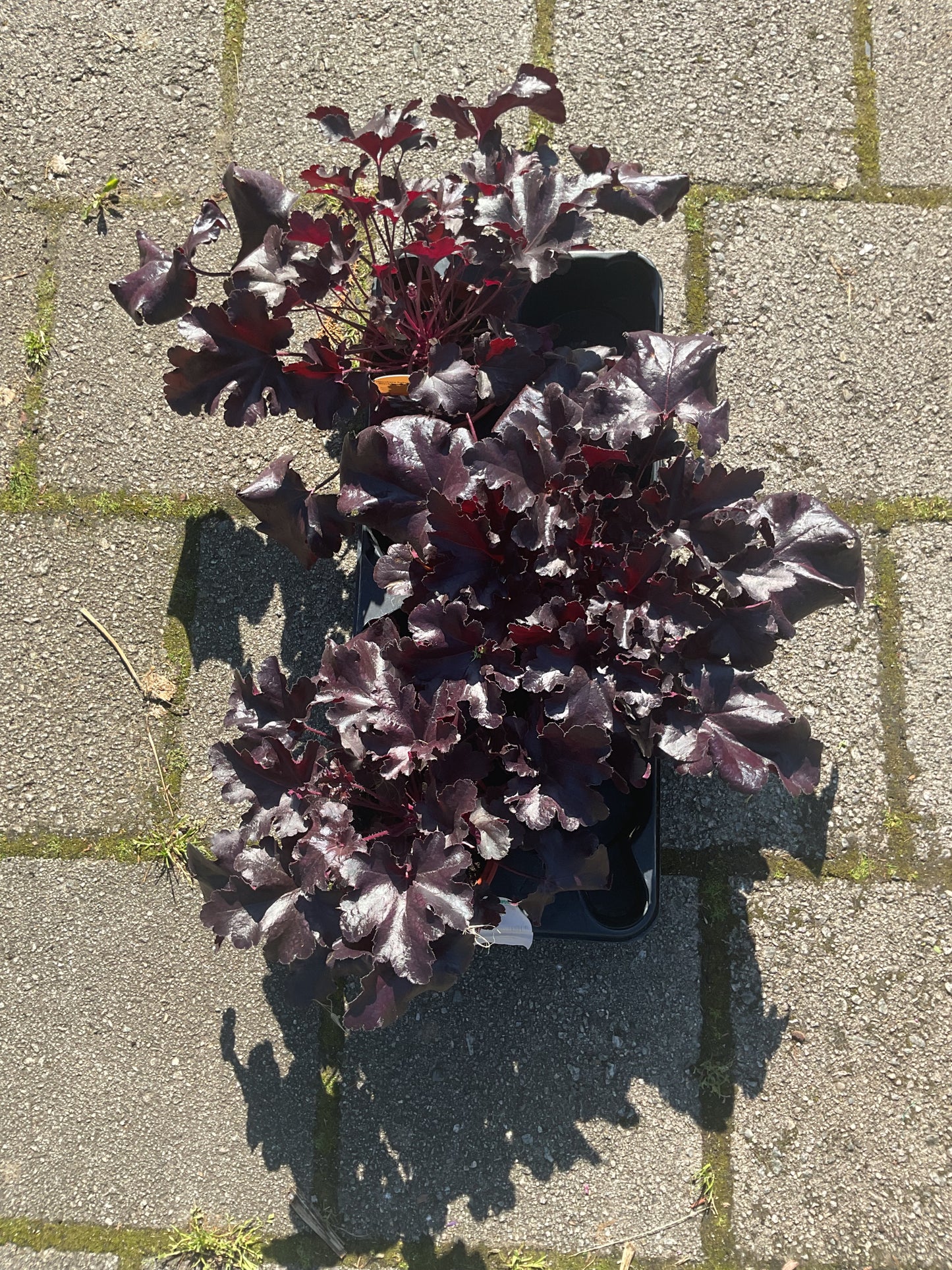 Heuchera ‘Black Pearl’ P13