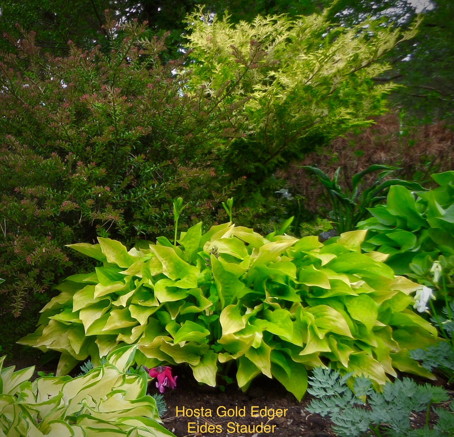 Hosta ‘Gold Edger’