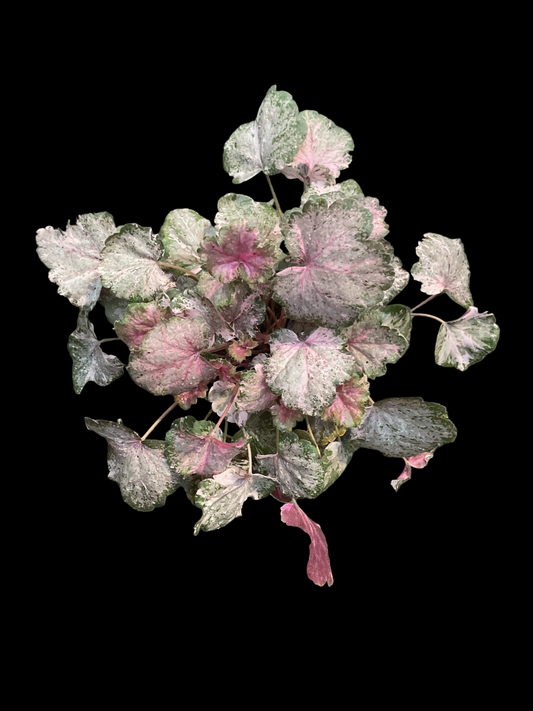 Heuchera ‘Pinky Panky’ P11