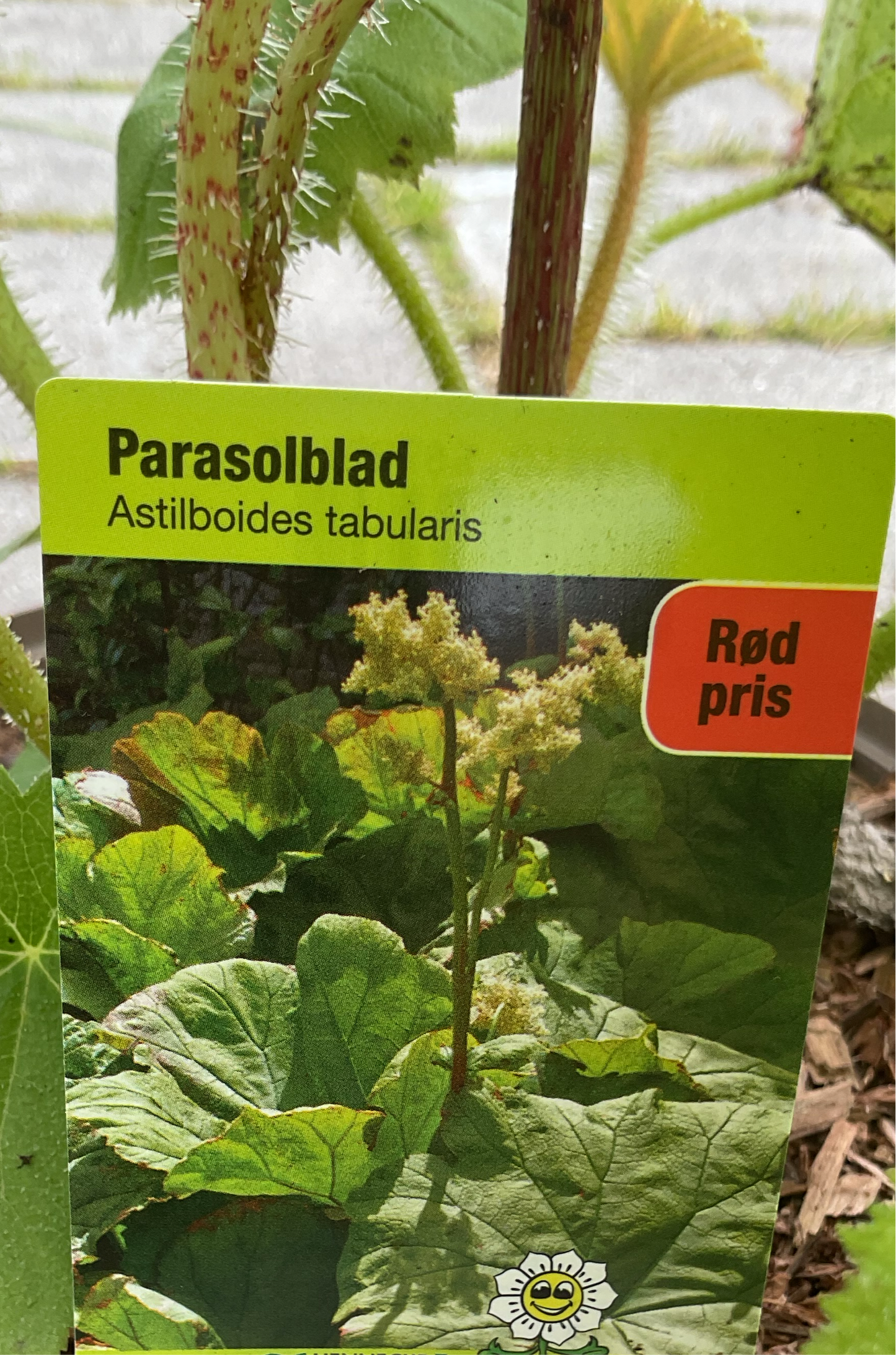 Astilboides tabularis P17