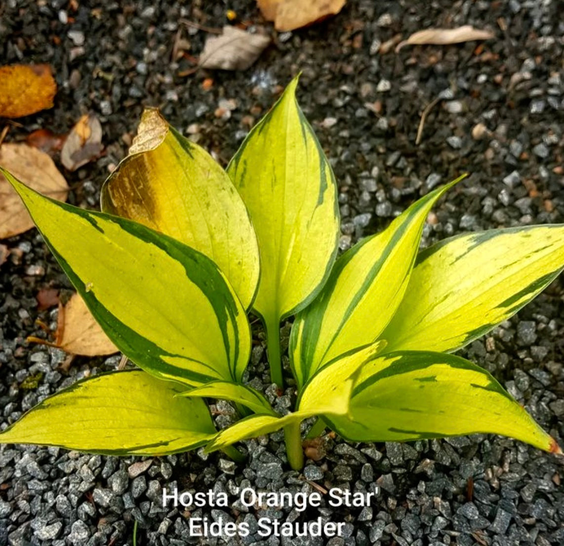 Hosta ‘Orange Star’