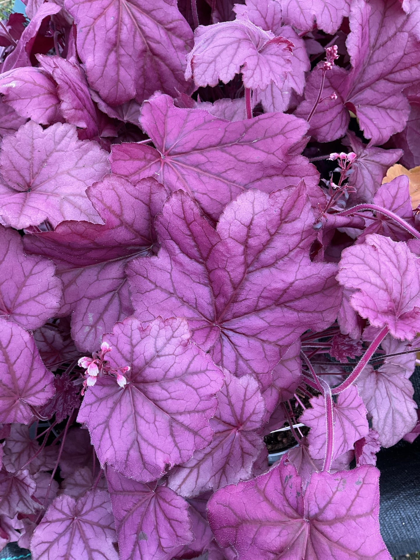 Heuchera ‘Wild Rose’ P12