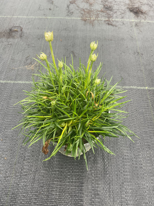 Armeria maritima ‘Alba’ P11