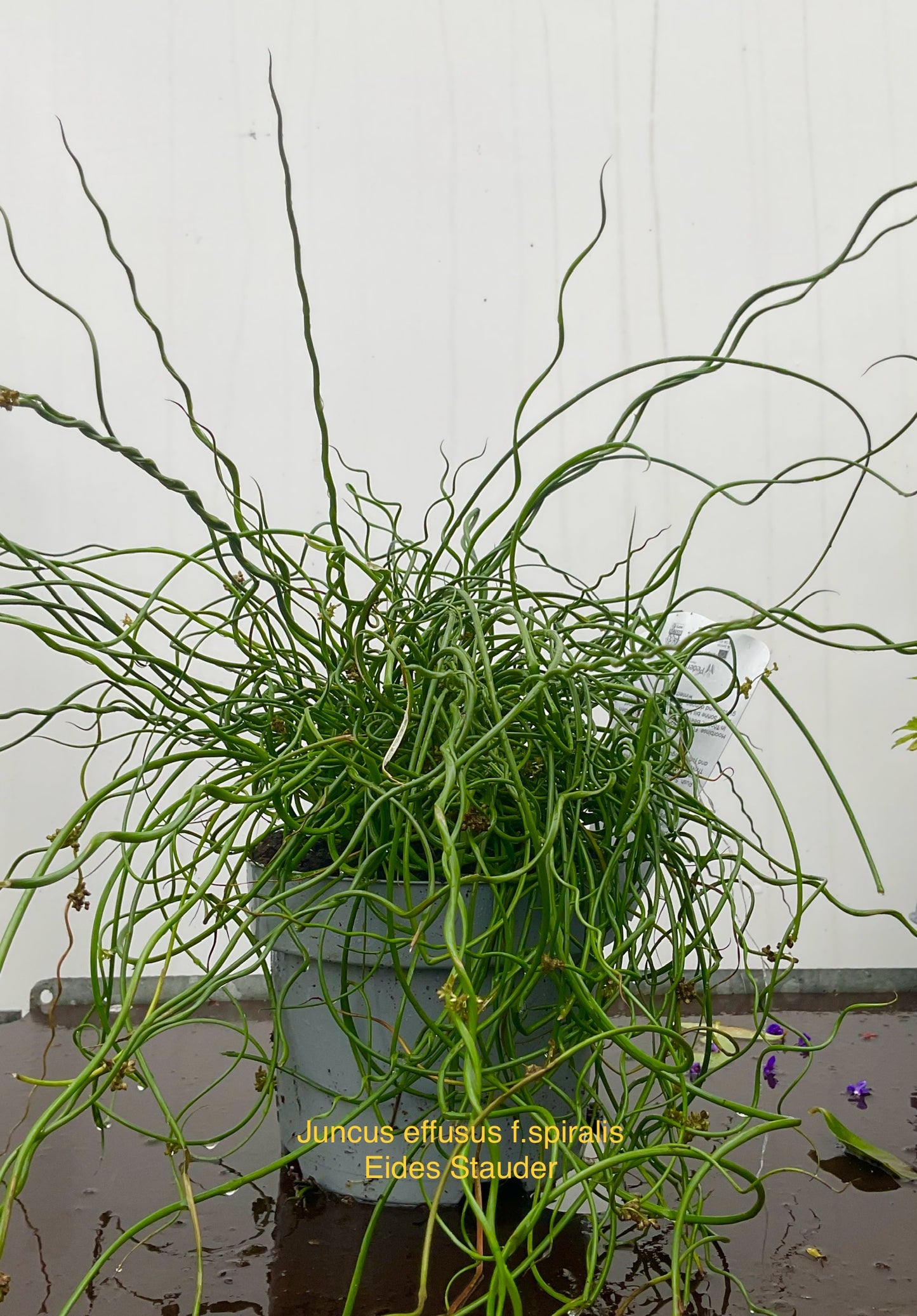 Juncus effusus f. Spiralis P17