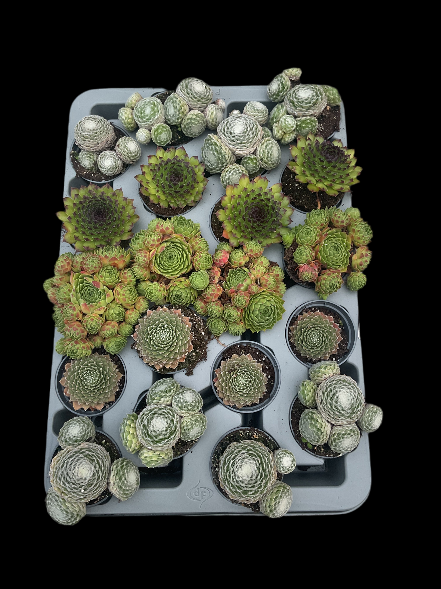 Sempervivum miniplanter mix P6