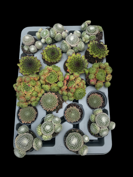 Sempervivum miniplanter mix P6