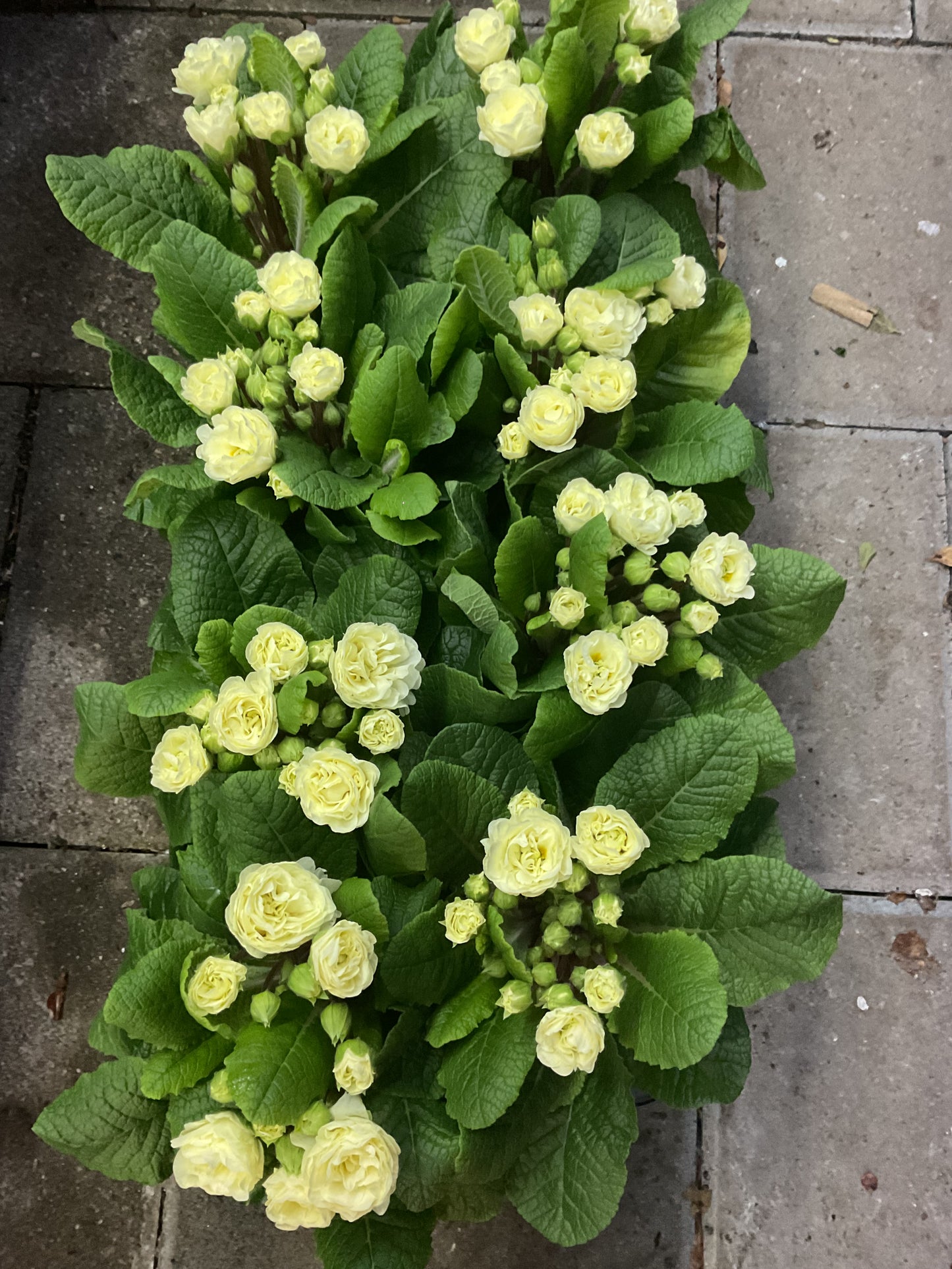 Primula Belarina ‘Champagne’ P13