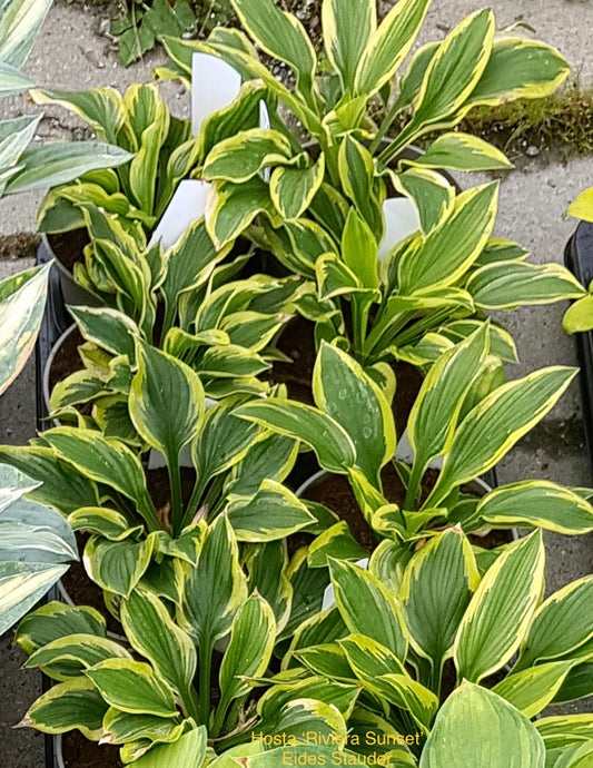 Hosta ‘Riviera Sunset’