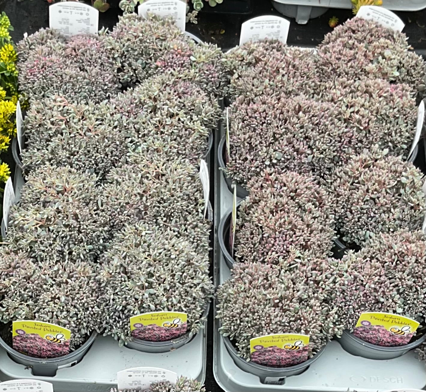 Sedum cauticola ‘Painted Pebble’ P12