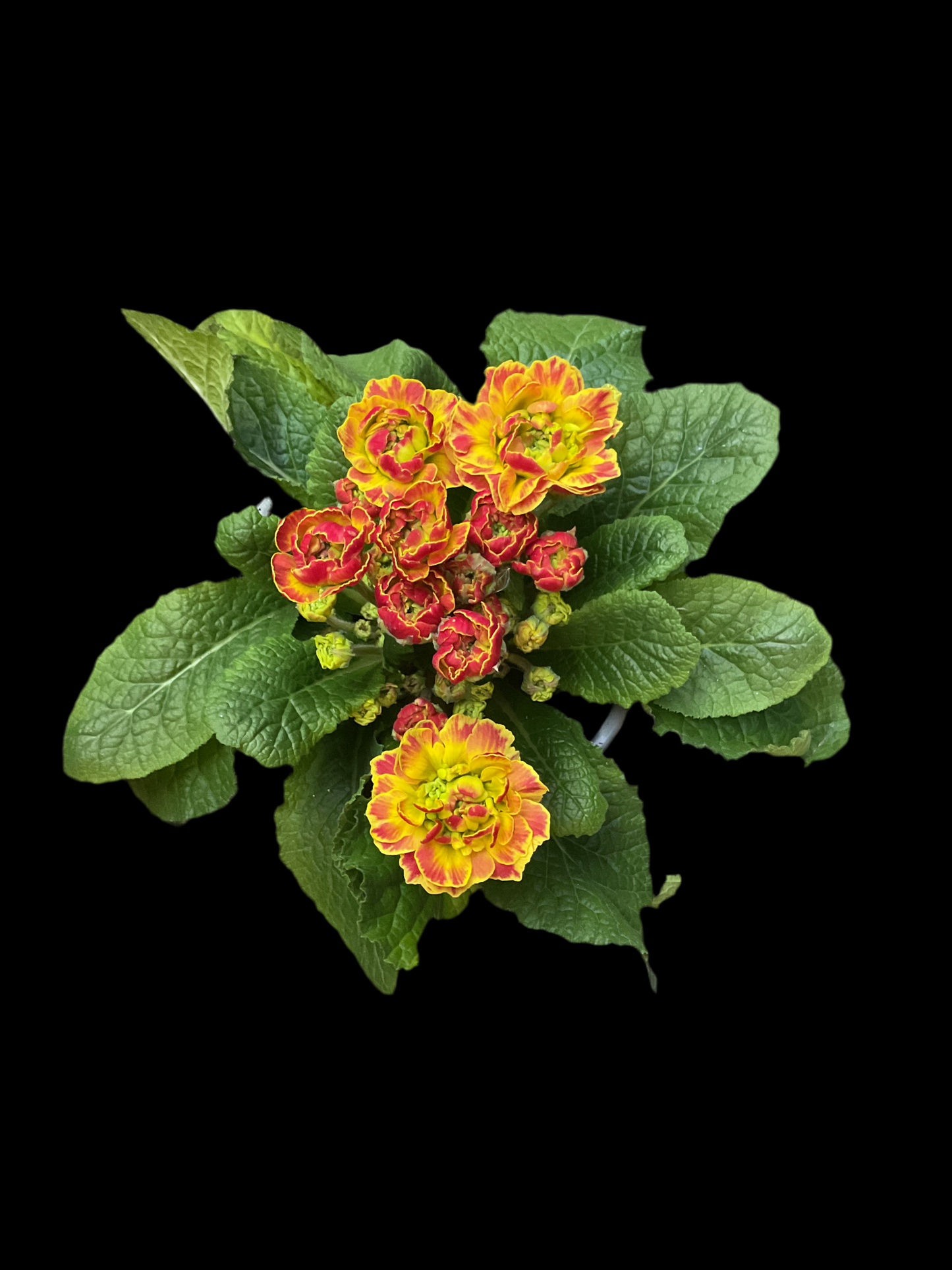 Primula Belarina ‘Carnival’ P12