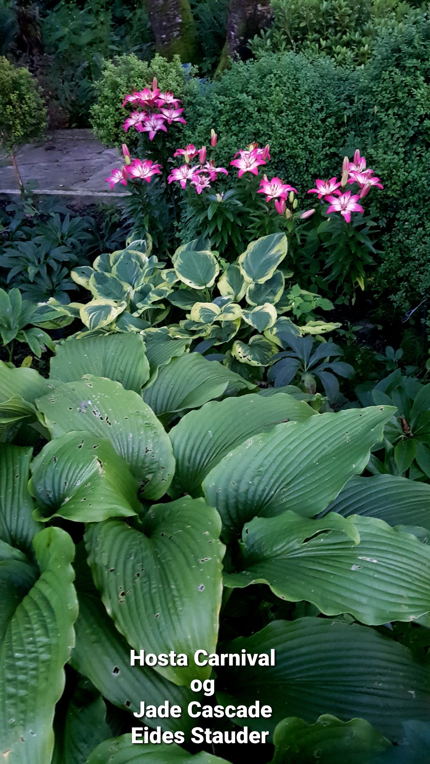 Hosta ‘Jade Cascade’